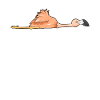 Flamingo Sleeping