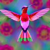 Hummingbird 02