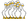 Sarlat, foie gras, canard