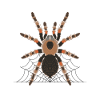 Tarantulas Spider Tarantula Gift