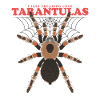 Tarantulas Tarantula Spider Gift