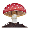Fliegenpilz