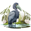 Shoebill swamp