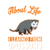 Opossum Possum Beutelratte