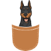 Doberman Pinscher Dog Dobie