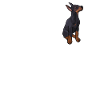 Doberman Pinscher Dog Dobie