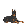 Doberman Pinscher Dog Dobie