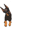 Doberman Pinscher Dog Dobie