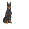 Doberman Pinscher Dog Dobie
