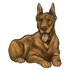 Doberman Pinscher Dog Dobie