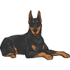 Doberman Pinscher Dog Dobie