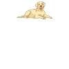 Labrador Lover Gifts