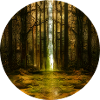 Dunkler Wald