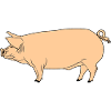Pink pig