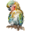 Parrot