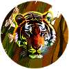 Tête de tigre