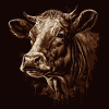 A cow