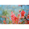 Spring buds