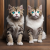 Cats