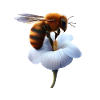 Bee on flower