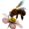 Bee on flower