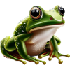 Rain Frog Water Drop Frog