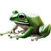 Rain Frog Water Drop Frog