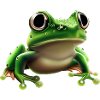 Regenfrosch Wassertropfen Frosch
