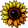 Sonnenblume