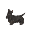 Scottish Terrier Scottie Dog