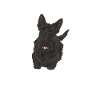 Scottish Terrier Scottie Dog