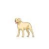 Labrador Lover Gifts