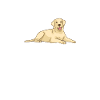 Labrador Lover Gifts
