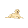 Labrador Lover Gifts