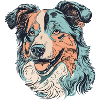 Australian Shepherd