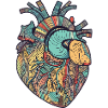 Anatomie des Herzens