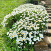 Gänseblümchenstrauch im botanischen Garten