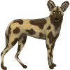 Wild Dog
