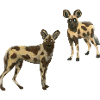 Wildhunde
