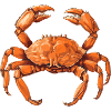 The crab