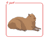 Capybara Capybara Capybaras Cadeau