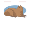 Capybara Capybara Capybaras Gift