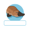 Platypus Platypus Gift