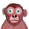 Hilarious Red Monkey Stare-Off