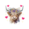 Vache des Highlands Hochlandkuh
