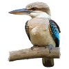 Kookaburra Bird Australie