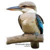 Kookaburra Bird Australia
