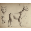 DaVincis Katze