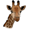 Giraffe head