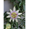 Passion Fruit Flower Passiflora